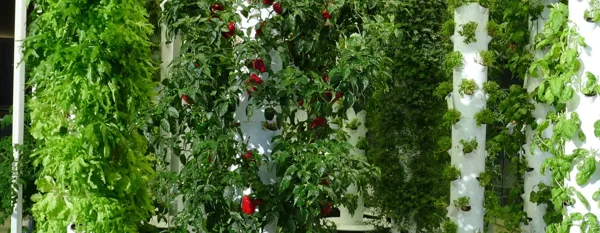 vertical farming using an aeroponic system