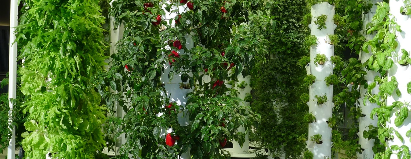 vertical farming using an aeroponic system