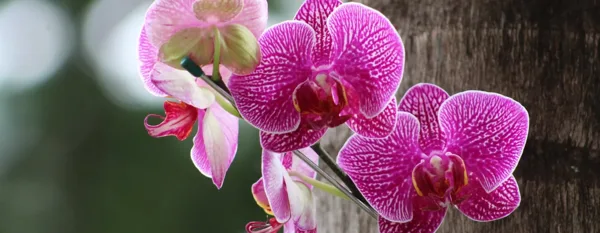 beautiful orchids