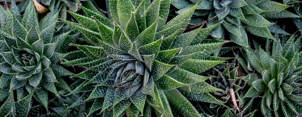 aloe vera plant