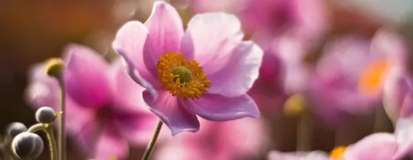 pink anemone flower