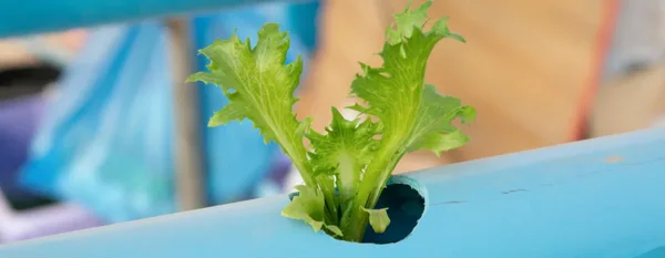 growing lettuce on aquaponics