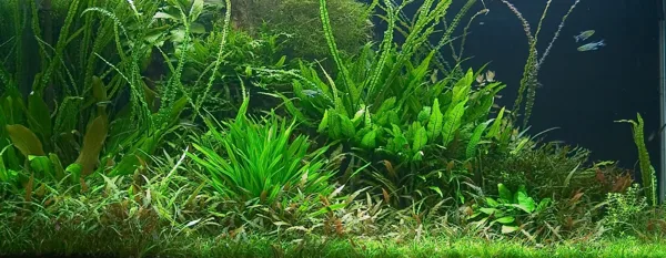 luscious green aquarium plants