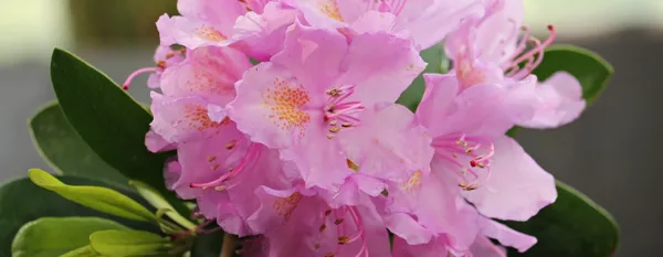 pink azalea flowers