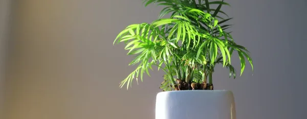mini bamboo plant on a white ceramic pot