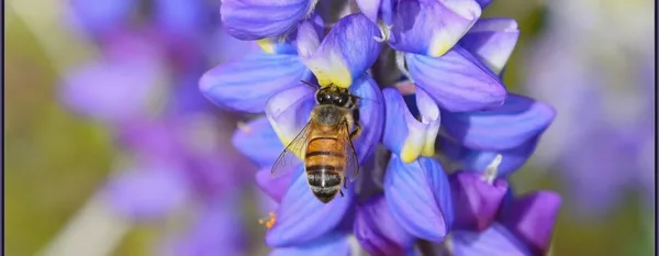 bee garden
