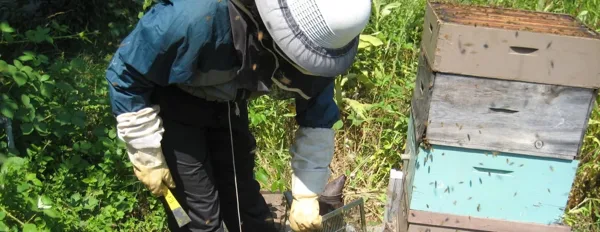 beekeeper maintaining beehives