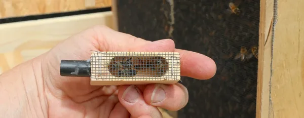 queen bees in a box