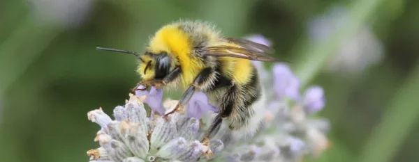 bumblebee on a flower