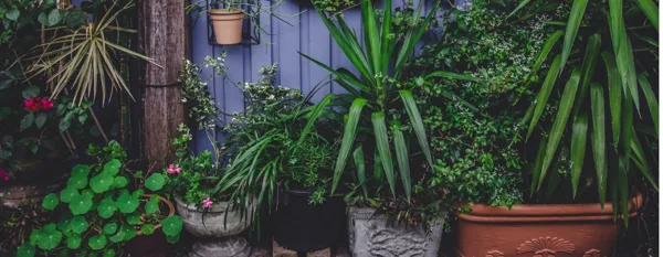 destressing indoor plants you need