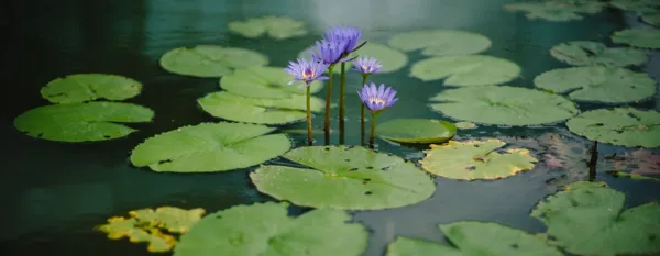 water lily plants flowers in pond