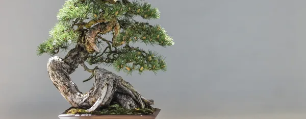 bonsai tree