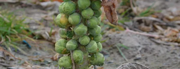 brussels sprouts plant on soil