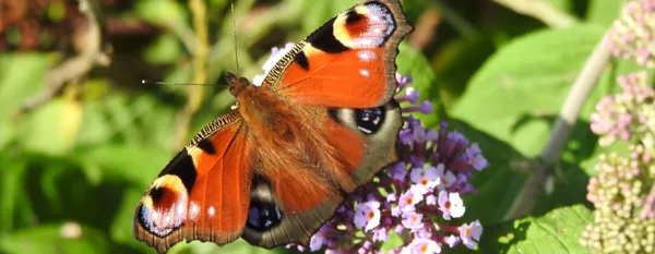 butterfly flower garden