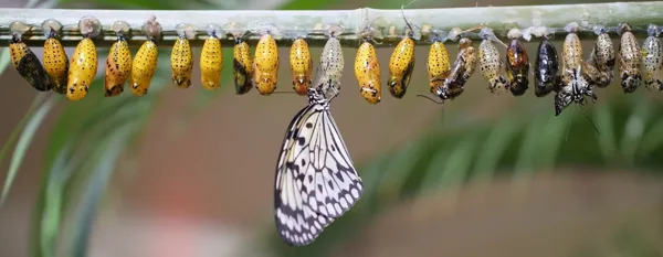 butterfly life cycle