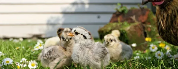 fluffy chicks
