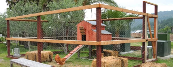 large chicken coop design