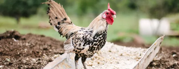 rooster munching on chicken scratch feed