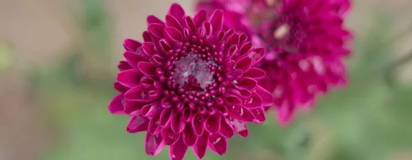 chrysanthemum flower blooms after a rain
