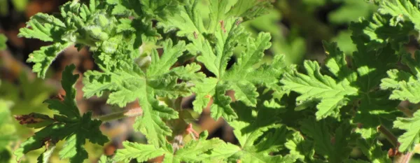 citronella plant leaves under the sun