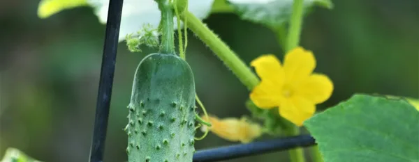 cucumber plant on trellis
