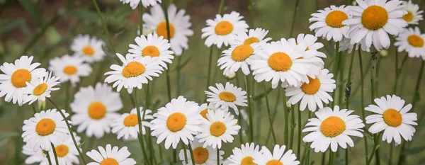 daisies in the garden