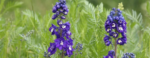 violet delphinium flowers