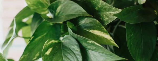devils ivy plant guide