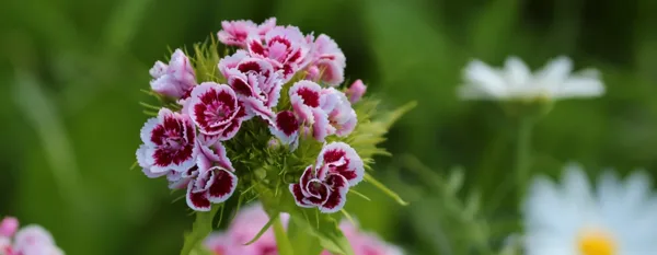 beautiful dianthus flowers in the garden