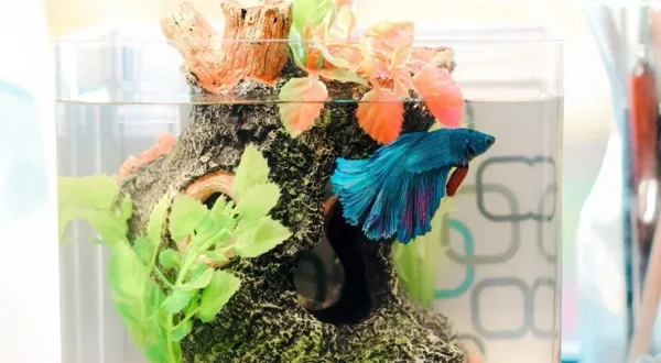 Fish Aquarium
