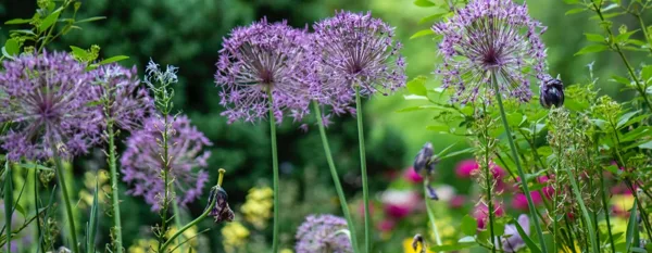 garden filled with beautiful and colorful flowers