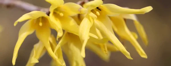 yellow forsythia flowers
