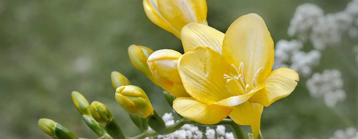 yellow freesia flower bloom