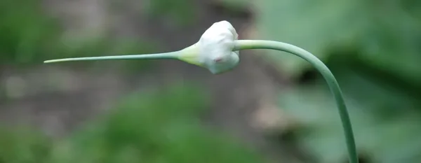garlic plant with bulb