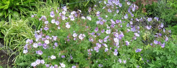 blooming geranium