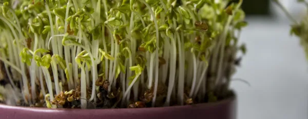 planting vegetables indoors