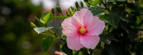 blooming pink hibiscus flower