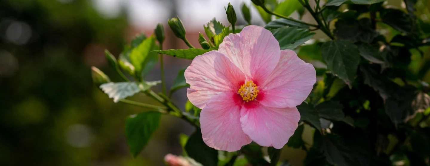 blooming pink hibiscus flower