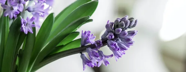 purple hyacinth flowers