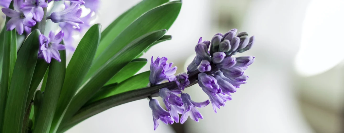 purple hyacinth flowers