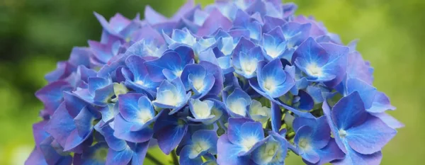 hydrangea flowers