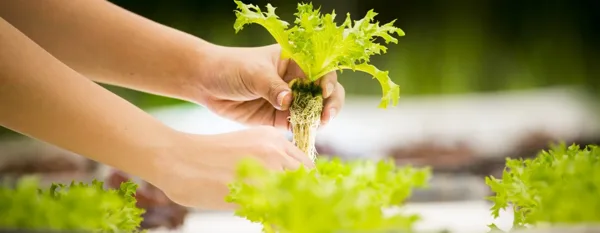 lettuces grown in hydroponics