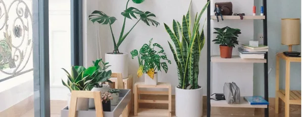 gardening indoors