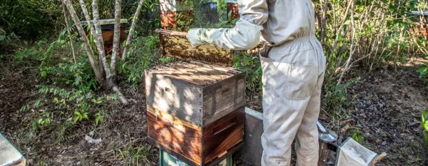 checking on bees