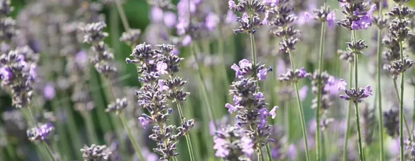 lavender plant flowers