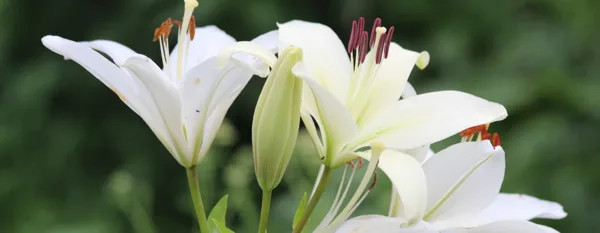white lily flowers