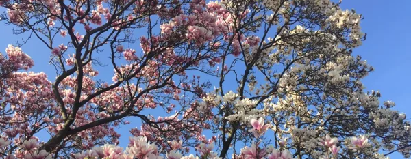 beautiful pink magnolia tree