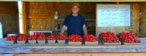 market gardening berries