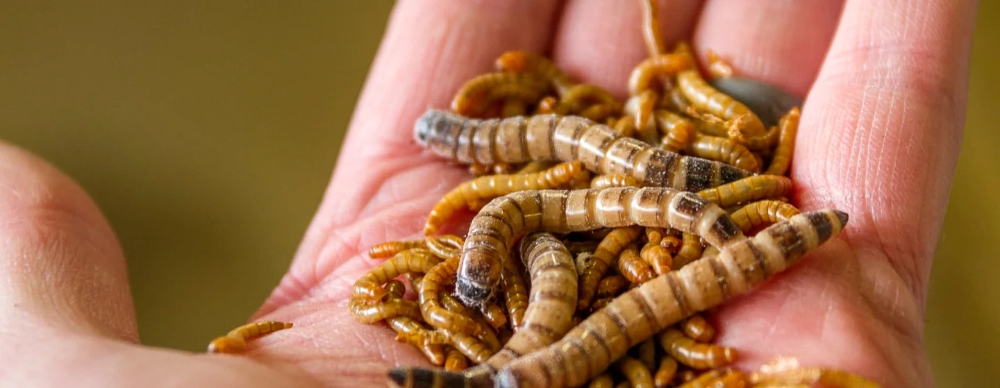 mealworms on hand