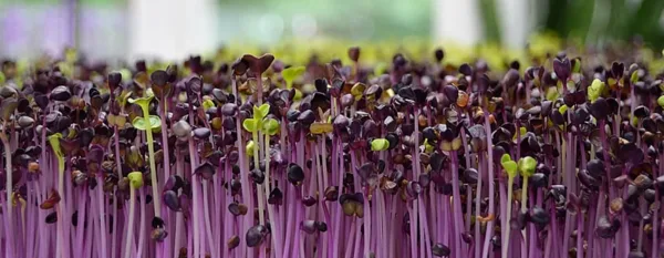 microgreens